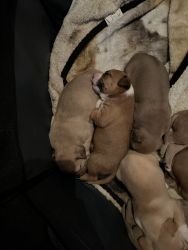8 pit bulls for sale