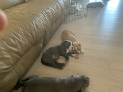 For Sale puppies