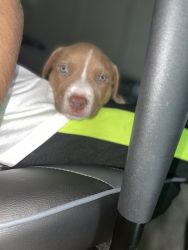 Pure Red Nose Pit Bull Female Puppy