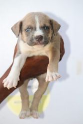 Pitbull Puppy For Urgent Sale