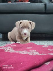 Hiii this pitbull is very familier n2 month age