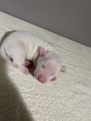 Blue bully puppies