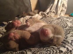 Bure breed blue nose puppies