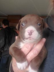 8 week old beautiful red nose pits and 1 blue nose all shots up to da