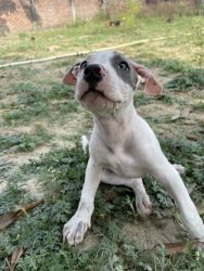 American Pit bull terrier puppies for Sale (xxxxxxxxxx, xxxxxxxxxx)