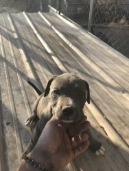 XL and Regular Pit Puppies For Sale