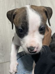 Pit-Bull puppies (red nose and brindle blue nose mixed)
