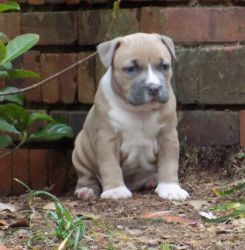 UKC American Pit Bull Terrier XL Puppies
