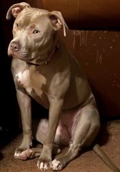 Blue Nose Pit bull puppies