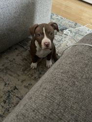 Beautiful pit for sale