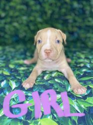 CKC registered American Pitbull Terrier Puppies (Colby/Crenshaw bloodl