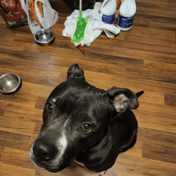 Rehoming our American Pit Bull