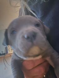 Puppies for rehome ready easter week