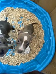 Blue nose pitbulls puppies