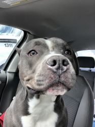 1 yr old trained Male Pitbull
