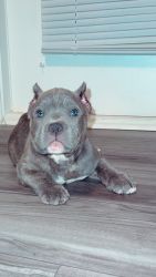 Beautiful bully for sale