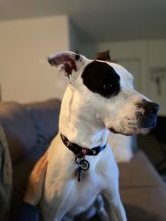 Looking to re-home loving dog
