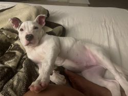 5 month old boy Pittbull for sale