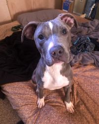 6 month old Blue Nose Pitbull