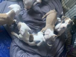 Pit pups 6 weeks