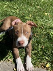 Pit bull pup for sale!