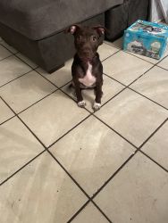 Lab and American pit mix