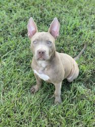 10 month old pitbull up for adoption