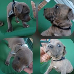 5 pit/bully males puppies
