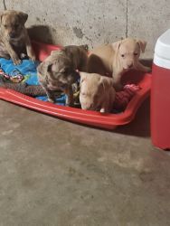 Pit bull puppys in beloit Wisconsin