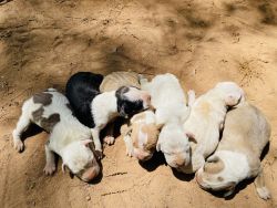 American Pitbull Terriers