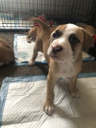 I have two female pups in need of a loving and safe home