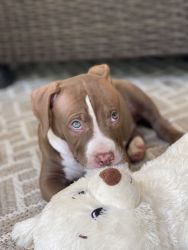 3 month old Pit Bull Terrier