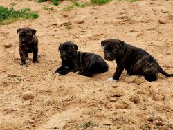 Pit/plott hound puppies