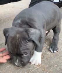 Pitbull black and white puppy male for sell