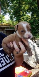 Red nose pit puppies