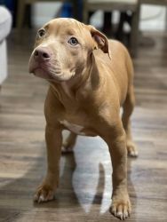 Adopt Dixie (UKC Pit Bull Terrier)