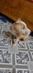 Male american pitbull puppy for sell