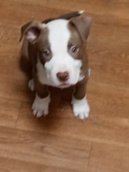 Rednose American Pitbull Puppy
