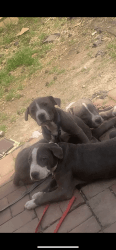 Blue pit bull puppies