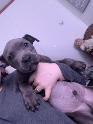 Blue pit! Born on march 5th of this year