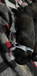 Female pitbull puppies available(fix price)