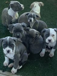 Blue Nose Pitbull Pups