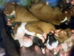 8 week pitbull puppies almost ready for forever homes