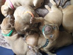 Abda registered American red nose pitbull terriers