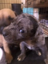 6 week old Merle & Brown Pitbull Puppies