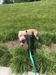 Loving Pit looking for a forever home