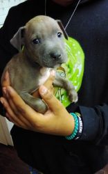 blue nose Staffordshire terrier and an American pitbull mix puppies