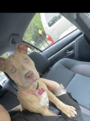 Five month old pit bull for sale!