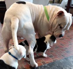 Pitbull bully puppies