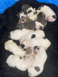 Red Nose American Pitbull Puppies! Brindle Mix